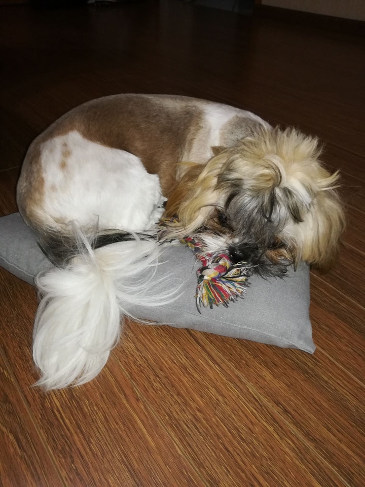 dog
