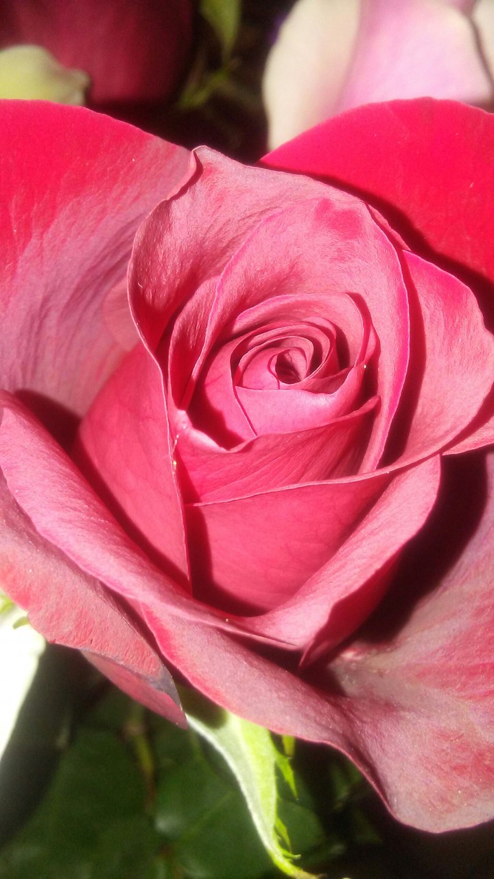 my love for roses