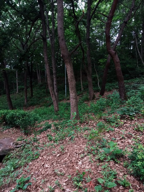Wood