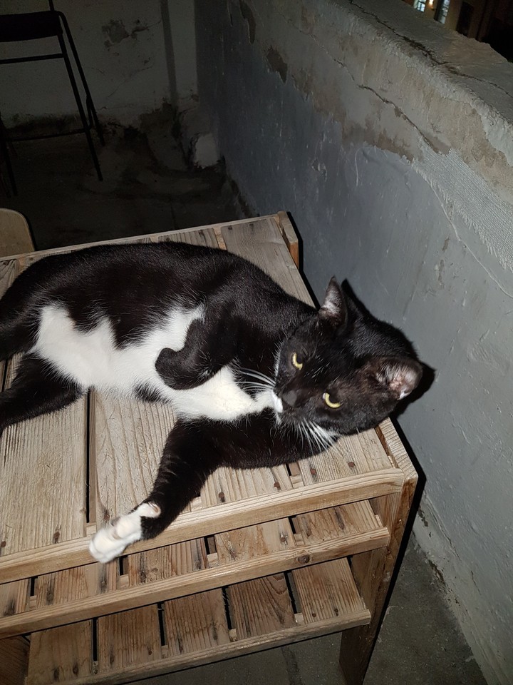 sweet  cat