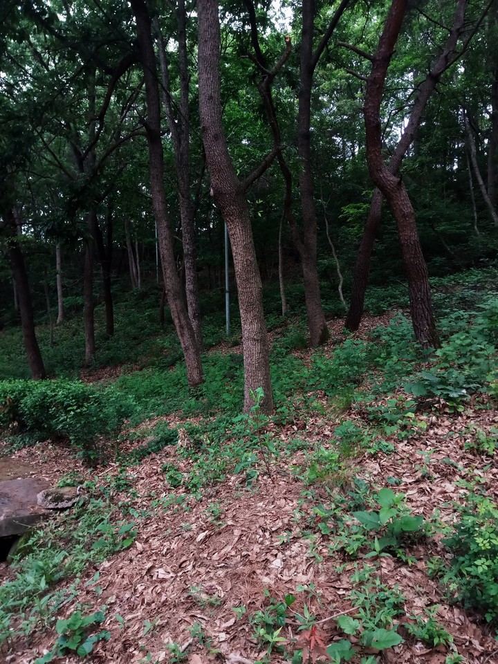 Wood