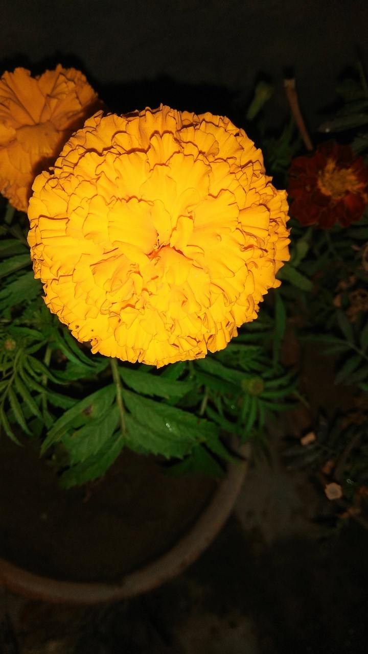 Flower