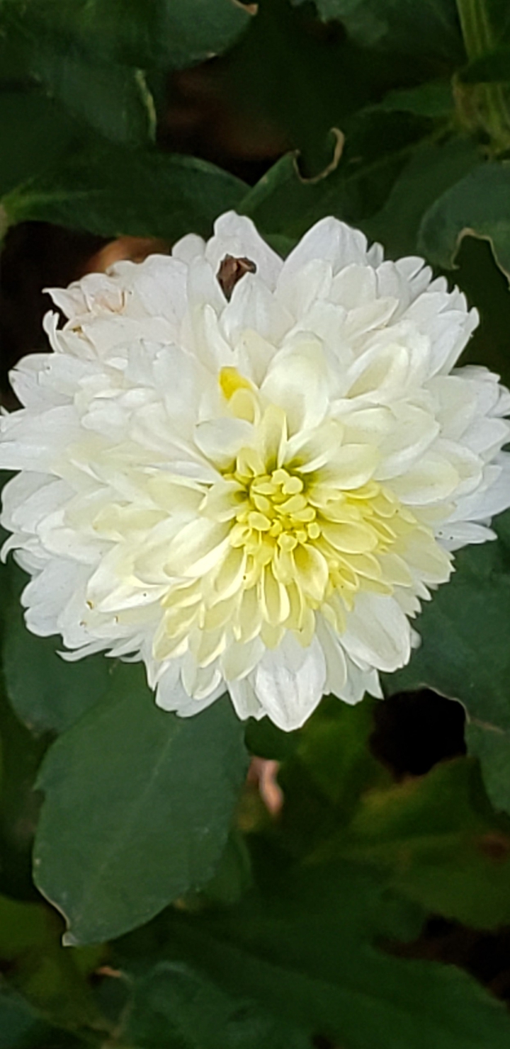 Yellow white Chrysanthemum