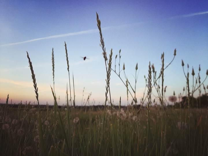 field