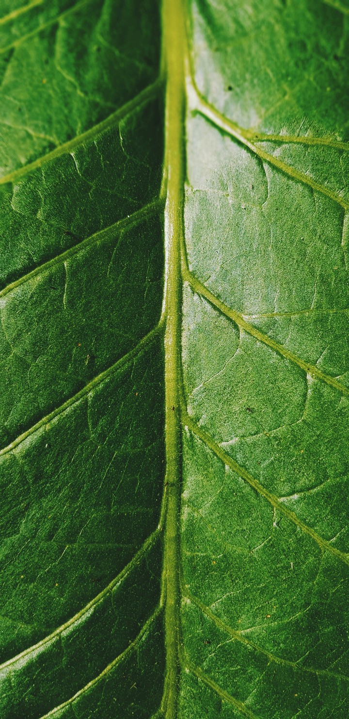 una hoja
