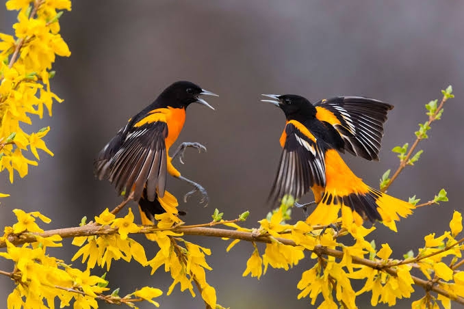 birds