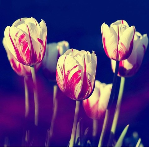 tulip