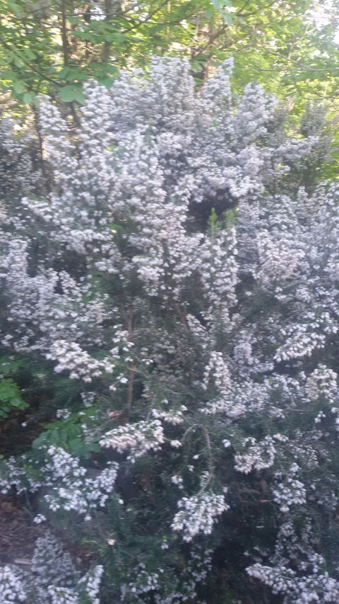 Erica selvatica