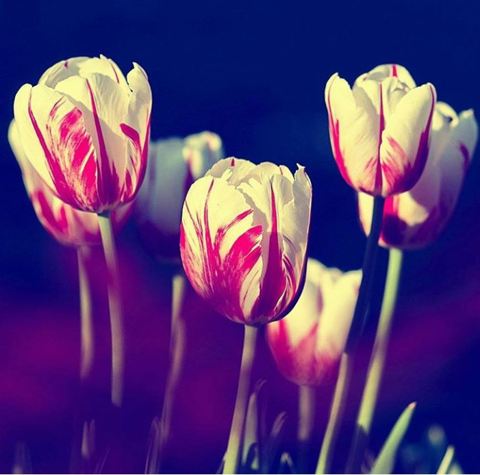 tulip