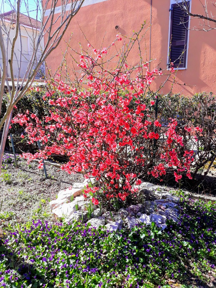 primavera