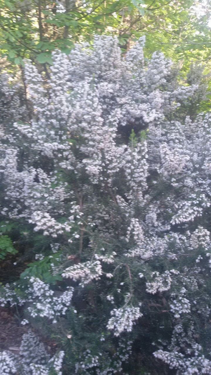 Erica selvatica