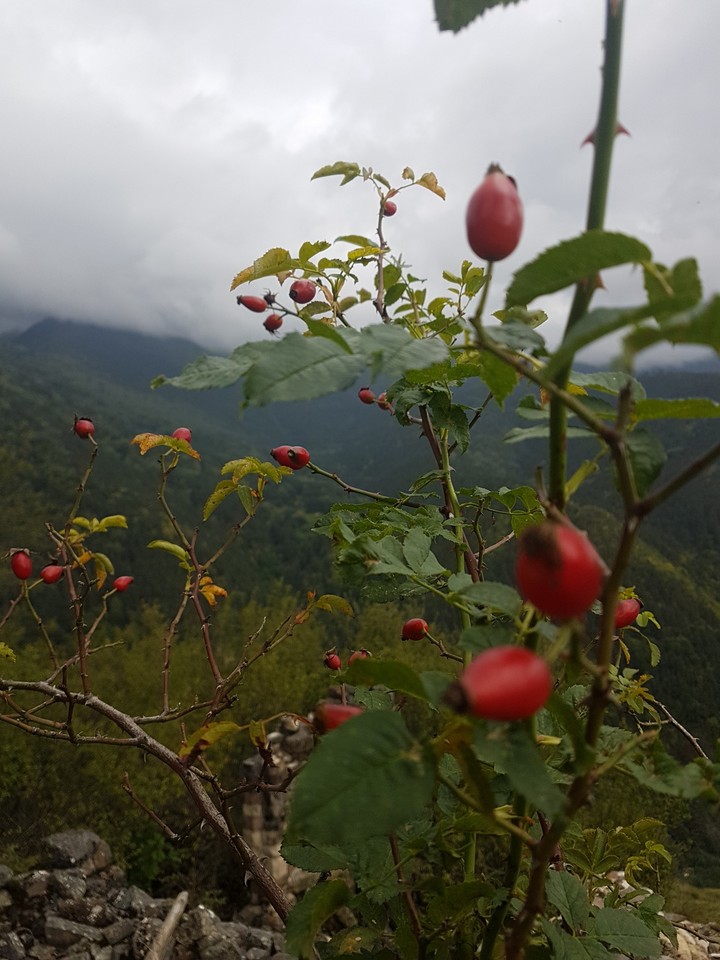 Russia, Ingushetia