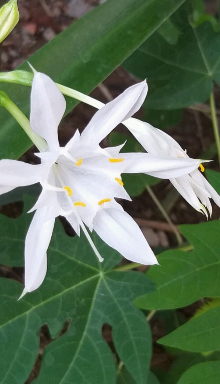 white flower
