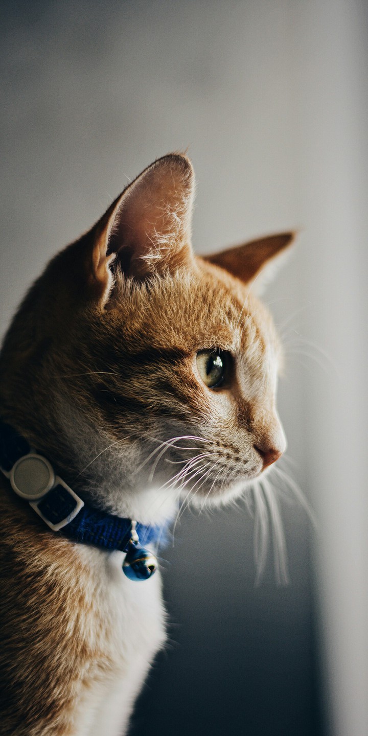 Котя
