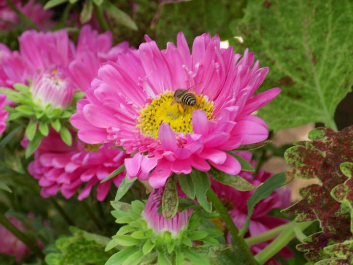 flowers