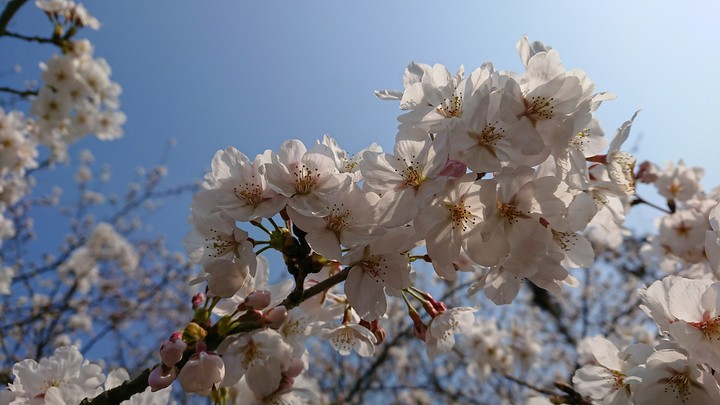 cherry blossom