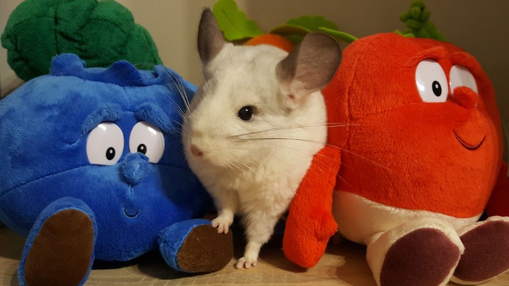 Bogdan szynszyla chinchilla