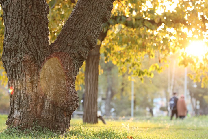 Autumn in the park