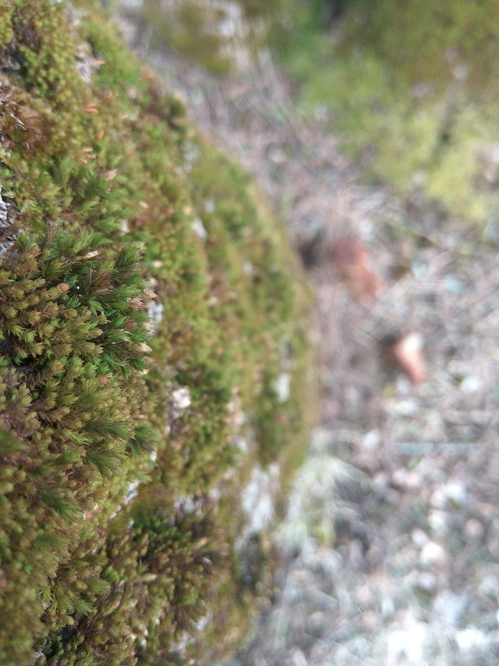 Moss