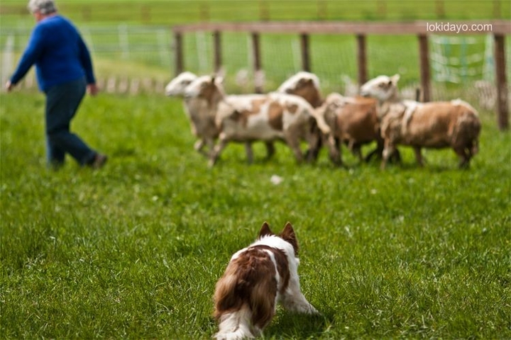 The Border Collie Because There Is No Better Dog