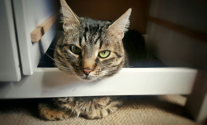 Cat! Sasha