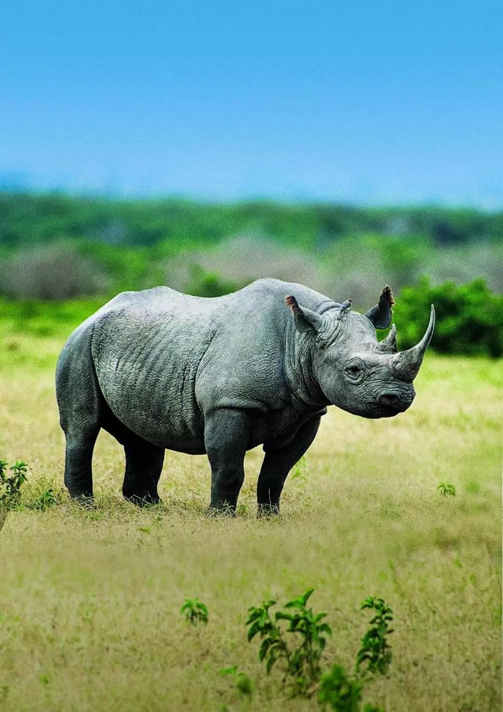 rhino