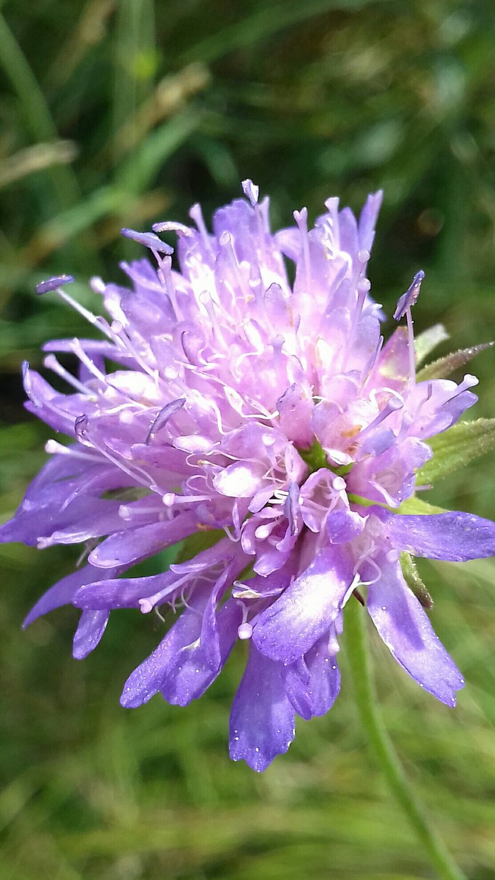 purple flower