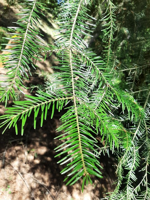 hình nền twig, larch