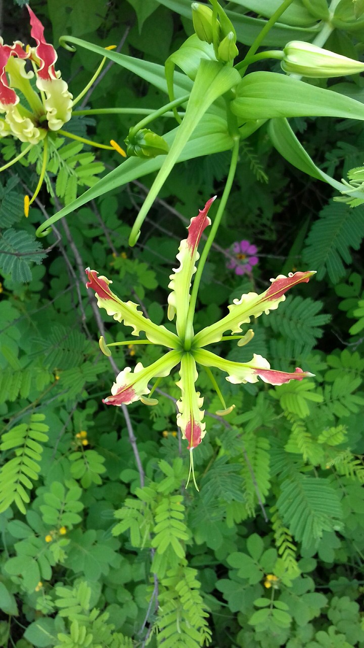 Flame lily