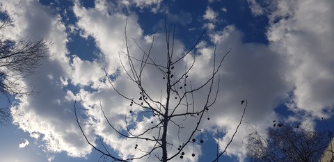 sky blue