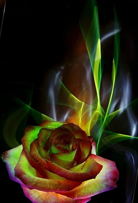 rose