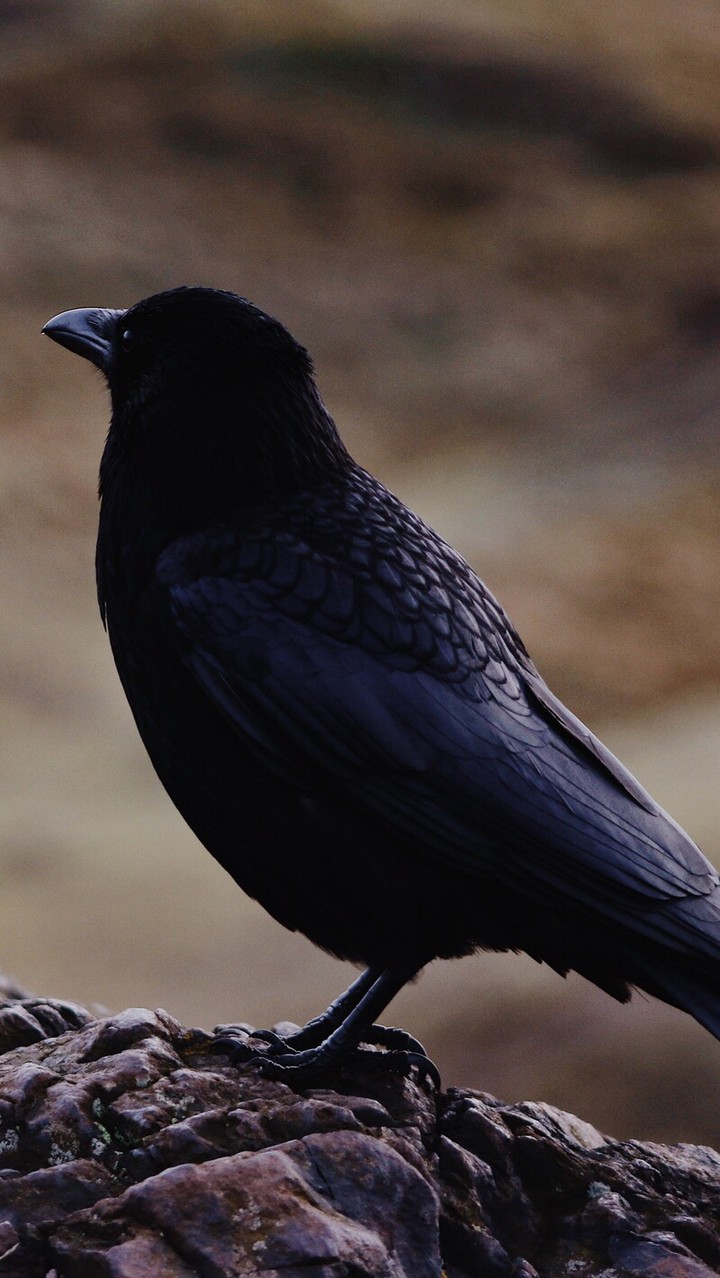 crow