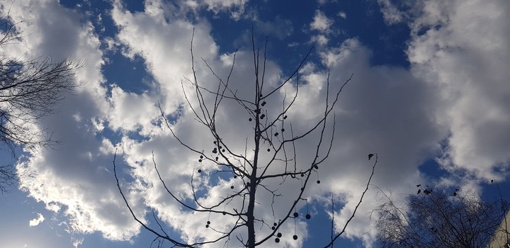 sky blue