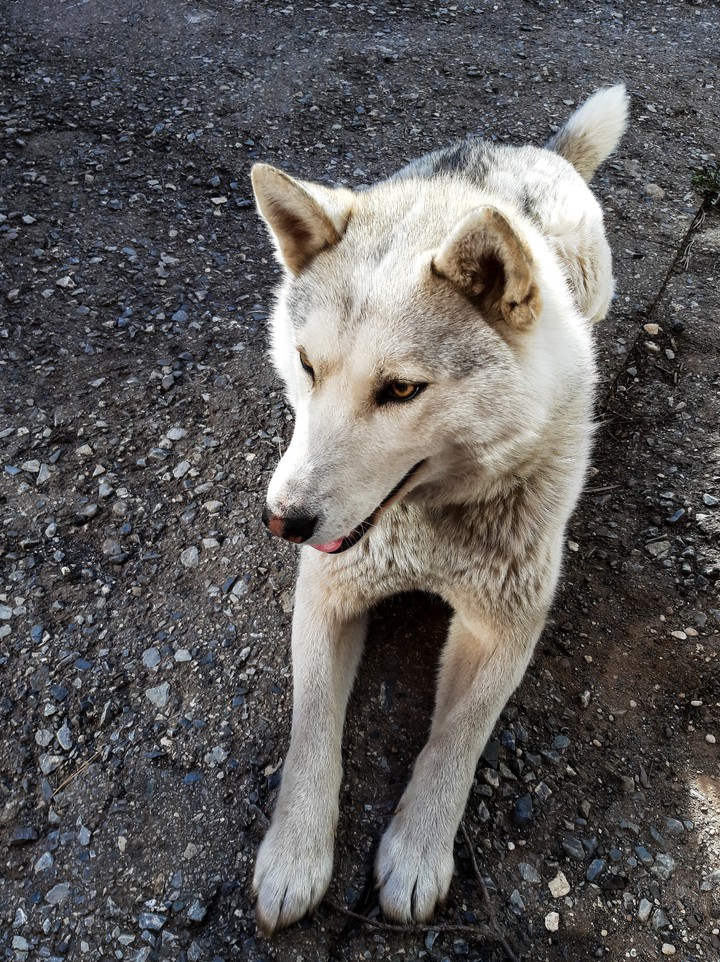 siberian husky