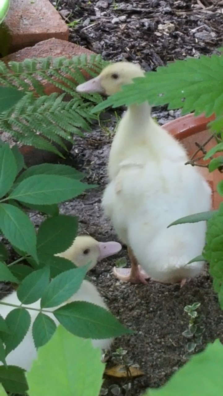 enten