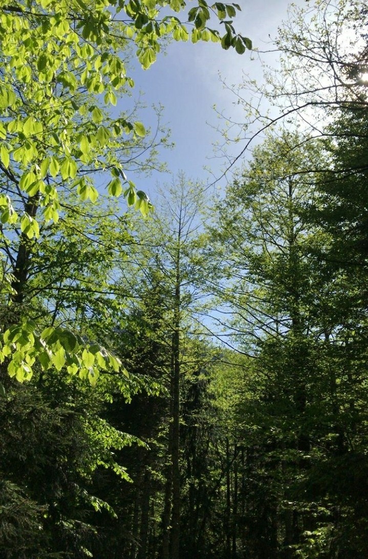 Trees