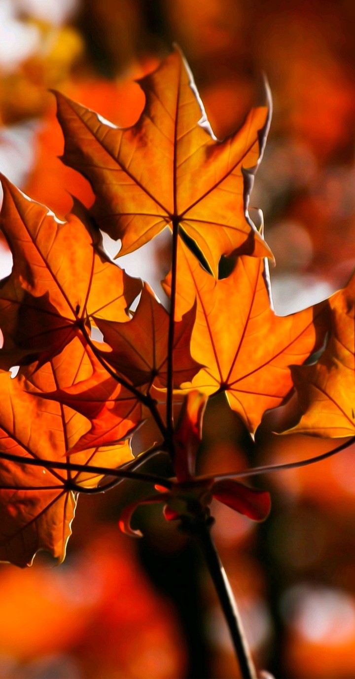 in two days autumn will come, are you ready ???
