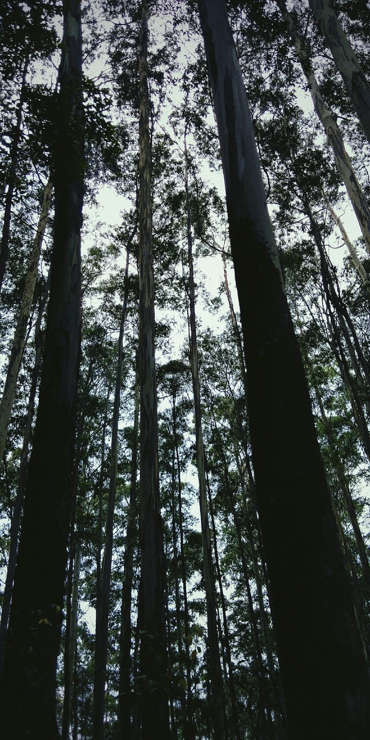 Beauty of Mother Nature, Forest of OAK