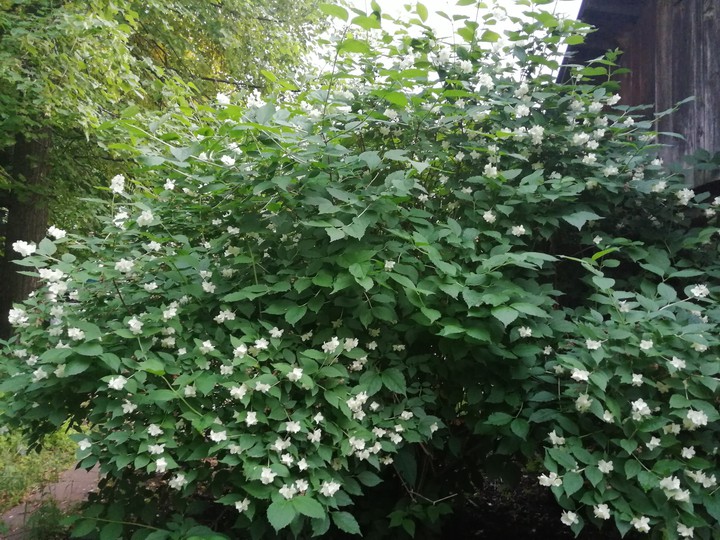 jasmine