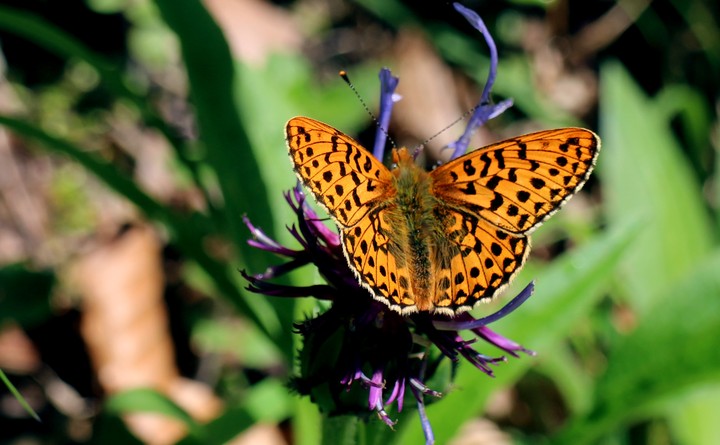 [Video Wallpaper] Butterfly