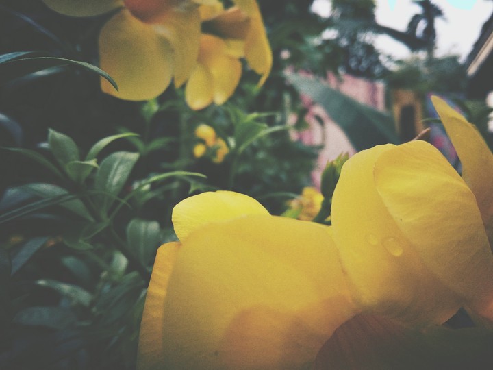 Flower...