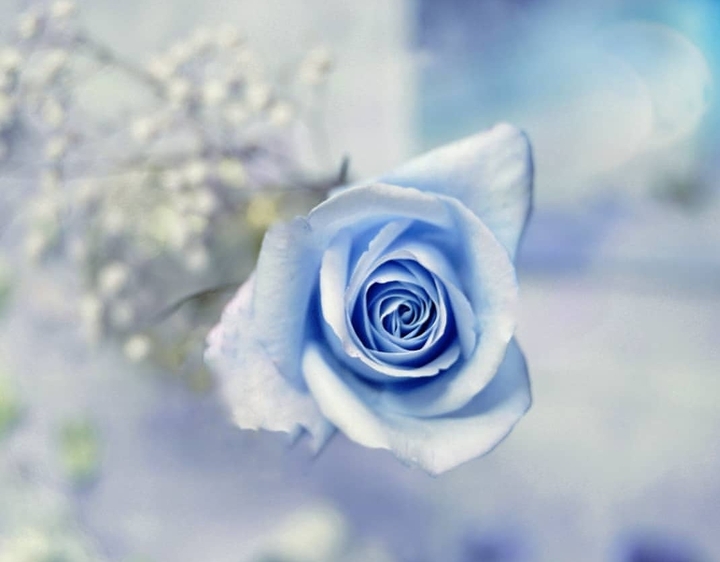 soft beauty ❤️