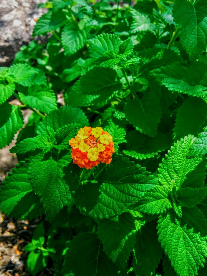 Greek flower