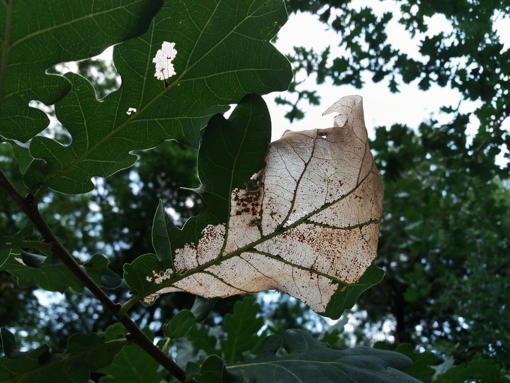 oak leaf