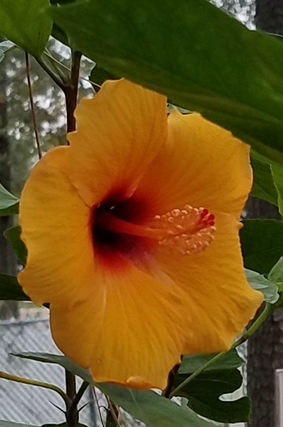 hot_n'yellow
