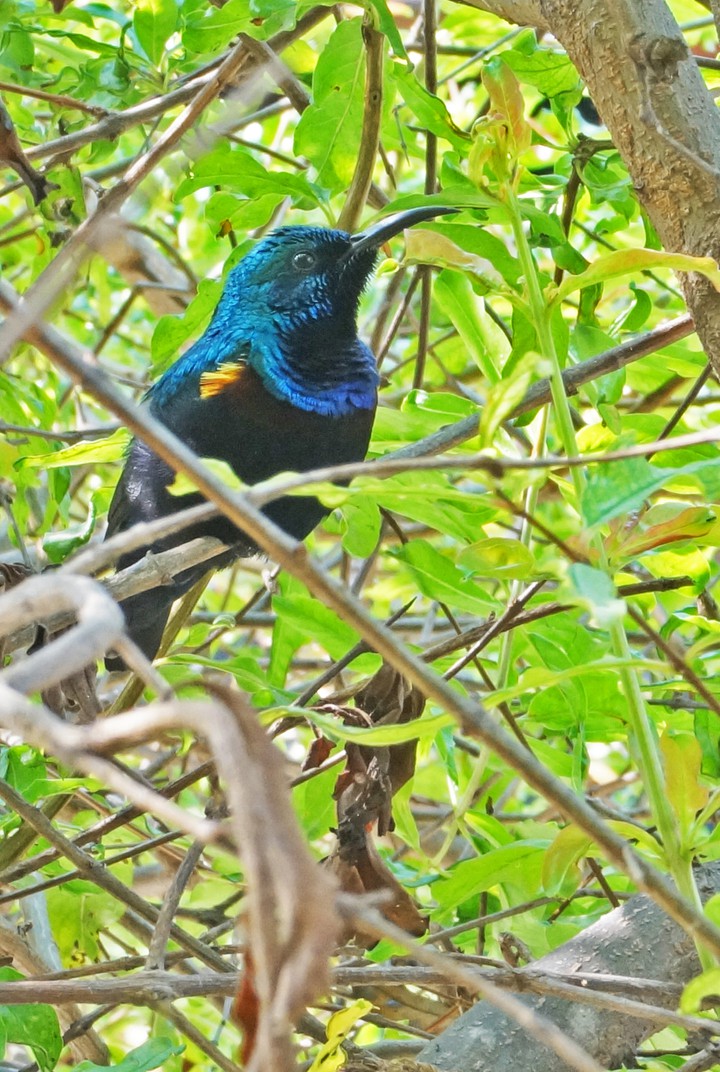blue bird 4