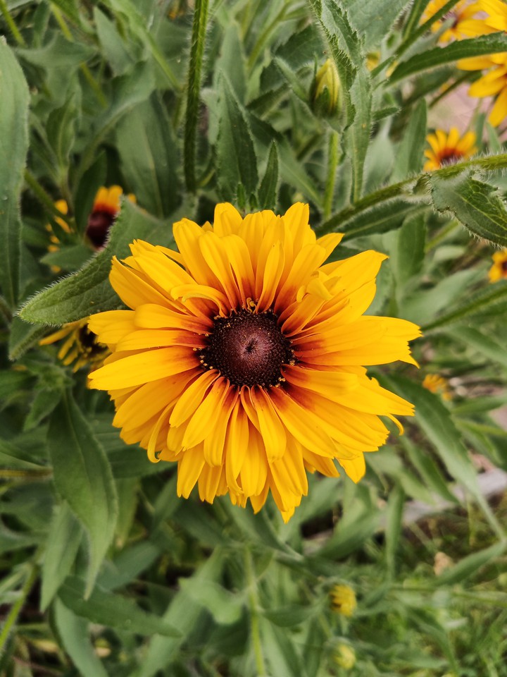 flower