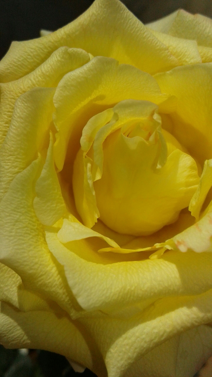 petal