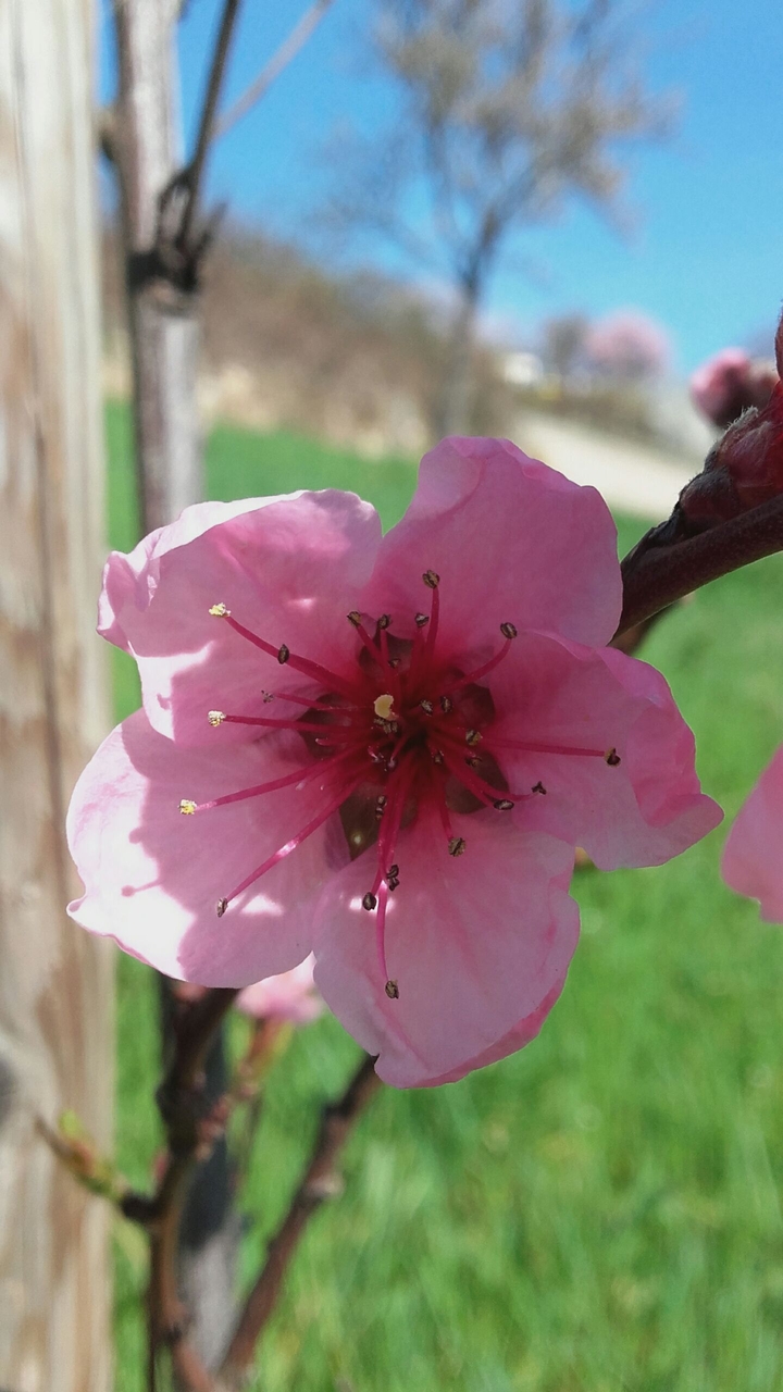 Blume