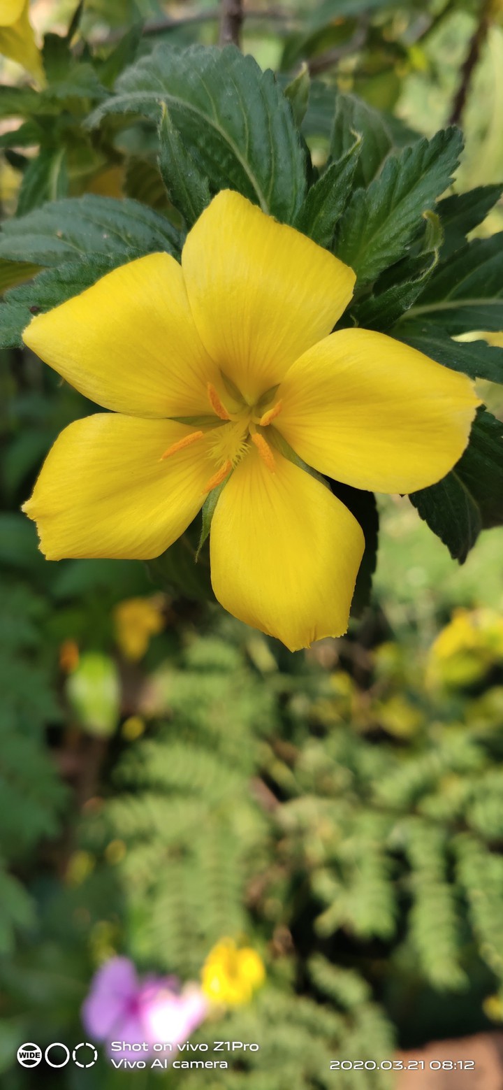 nice flower